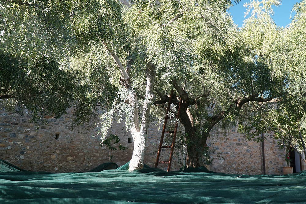 Liotrivi SHOP Monemvasia