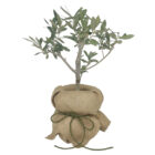 small olive tree bonsai 01