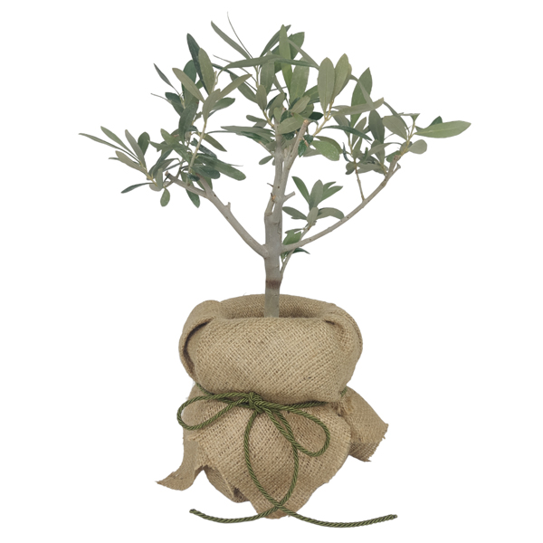 small olive tree bonsai 01